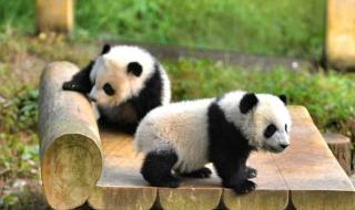 熊猫为什么只有中国有?