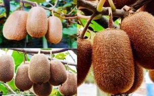 修文猕猴桃很出名吗 修文猕猴桃几月份上市