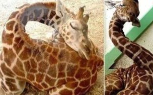 长颈鹿站着睡觉的比喻句 长颈鹿每天的睡眠时间