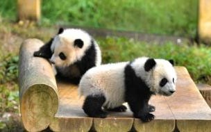 熊猫为什么被视为中国的国宝 熊猫为什么只有中国有_