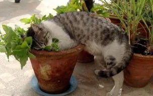 猫咪总是吸自己的肚子是怎么回事 你吸的不是猫是正能量